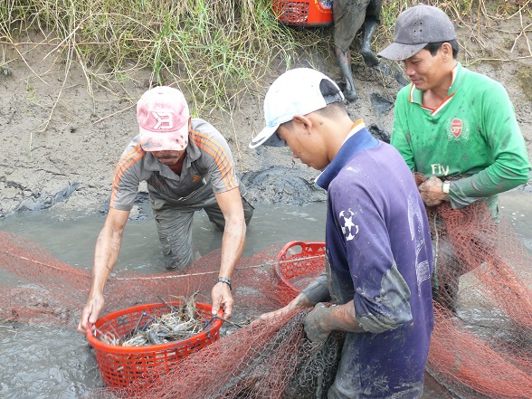 tôm càng xanh, thu hoạch tôm càng xanh, nuôi tôm càng xanh, tôm càng xanh xen canh trong ruộng lúa