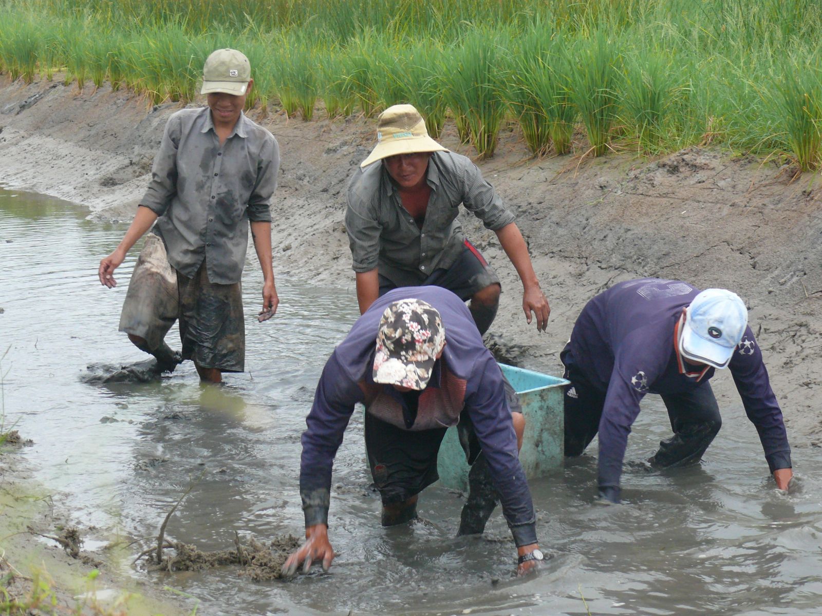 tôm càng xanh, thu hoạch tôm càng xanh, nuôi tôm càng xanh, tôm càng xanh xen canh trong ruộng lúa