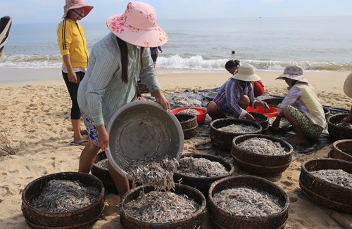 Trúng mùa cá cơm, cá cơm, khai thác cá cơm, khai thác thủy sản, thủy sản Huế