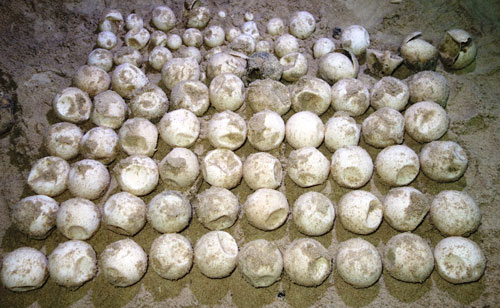 Trứng rùa được đưa ra khỏi ổ sau khi nhận thấy đã quá thời gian sẽ nở so với quy luật tự nhiên