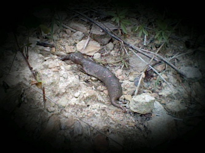 Bí ẩn loài Tsuchinoko