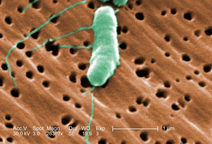 Vibrio vulniﬁcus, Vibrio vulniﬁcus gây bệnh trên cá