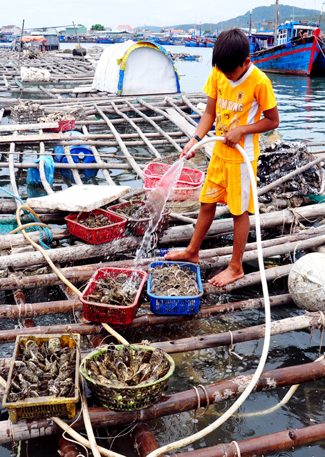 vệ sinh hàu sữa