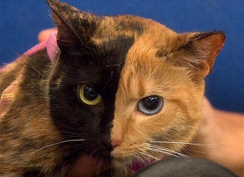Con mèo hai mặt 3 năm tuổi huyền bí có tên Venus với một nửa mặt có lông màu vàng cam, mắt màu xanh da dời và một nửa mặt còn lại có lông màu đen với mắt màu xanh lá cây. Các nhà khoa học cho rằng đó là các dấu hiệu cho thấy mèo Venus có một thêm một nhiễm sắc thể X - Ảnh: TODAY Show/NBC 