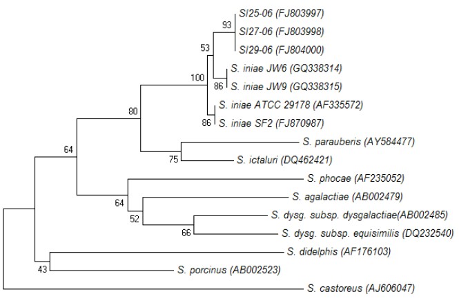 bệnh trên cá, vi khuẩn mới gây bệnh trên cá, vi khuẩn gây bệnh streptococosis