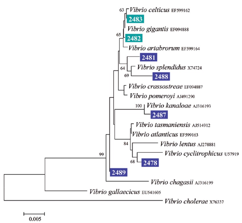 Hệ thống phân loại vi khuẩn Vibrio lentus