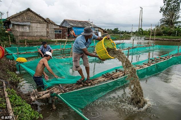 cân bằng nuôi tôm và trồng lúa ở ĐBSL, nuôi tôm ĐBSCL, nuôi tôm, trồng lúa