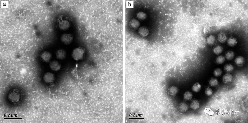 virus gây bệnh trên tôm, virus bệnh tôm, bệnh trên tôm do CQIV, Cherax quadricarinatus iridovirus