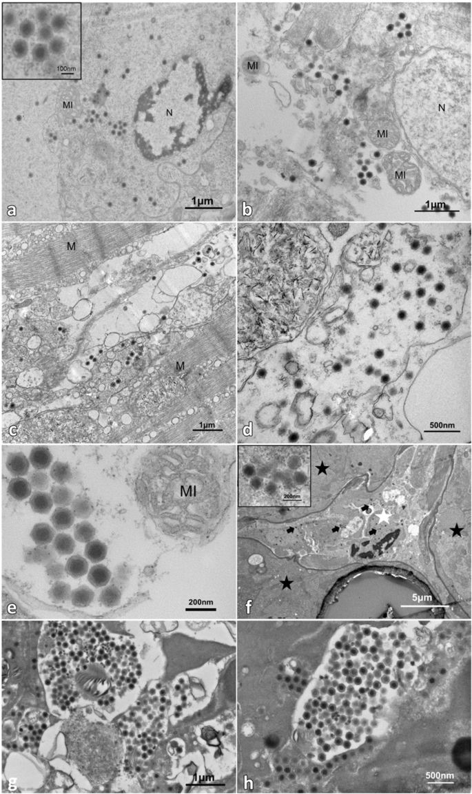 virus mới trên tôm, virus gây bệnh tôm, virus SHIV, Litopenaeus vannamei