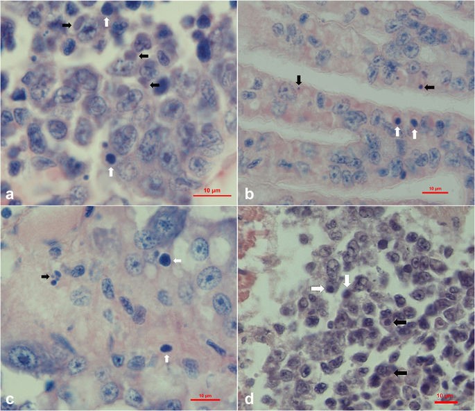 virus mới trên tôm, virus gây bệnh tôm, virus SHIV, Litopenaeus vannamei