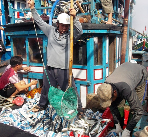 vớt cá nục lớn