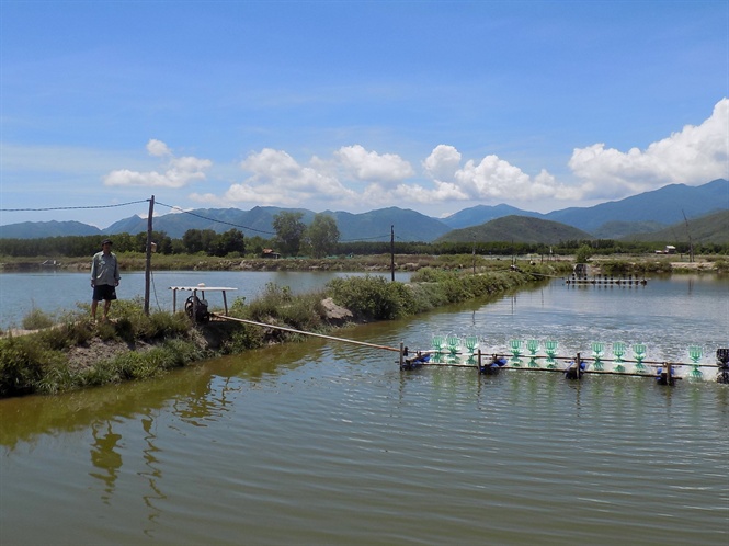 tôm, nuôi tôm, nuôi tôm thẻ chân trắng, nuôi tôm Khánh Hòa, nuôi tôm công nghệ biofloc