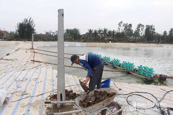 nuôi tôm Nghệ An, chuẩn bị ao nuôi, xử lý ao, nuôi tôm, tôm vụ 1, thả tôm