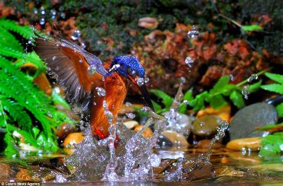 Sau đó, ông này khuyến khích lũ chim bắt cá để chụp ảnh. Lũ chim này chuyển động rất nhanh, thường chúng chỉ mất một giây để bắt cá nên chụp được những bức ảnh này là một thách thức lớn.