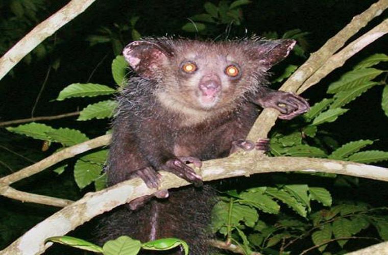 Aye-aye là loài vượn cáo nhỏ sống ở vùng Madagasca. Loài này sở hữu một đôi mắt lớn hình củ hành, đôi tai cũng lớn và những ngón tay dài đáng sợ. Điều đáng nói là loài này không hề có sự tiến hóa đáng kể nào về hình dáng.