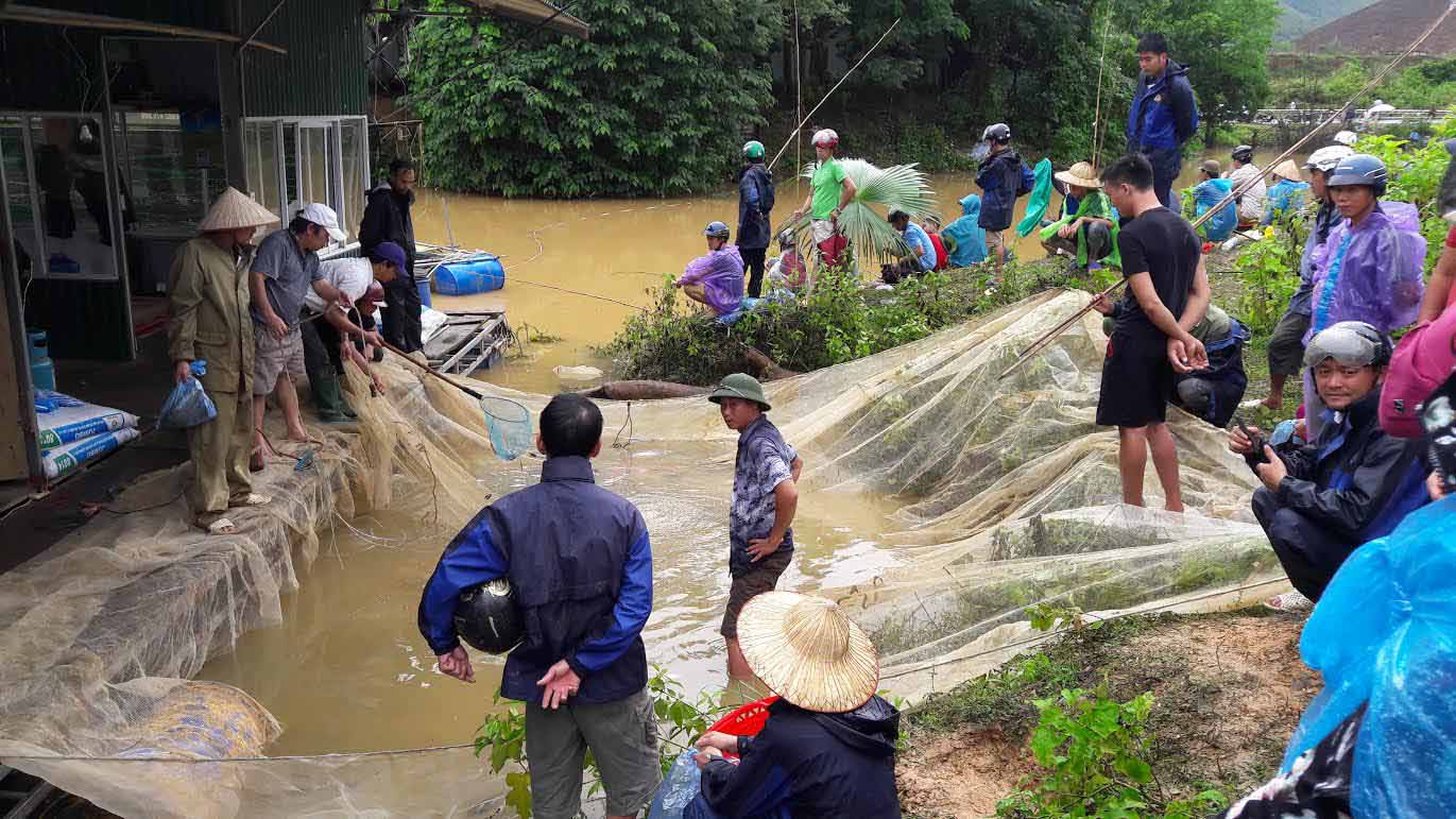 xả lũ Tuyên Quang, thiệt hại nuôi trồng thủy sản
