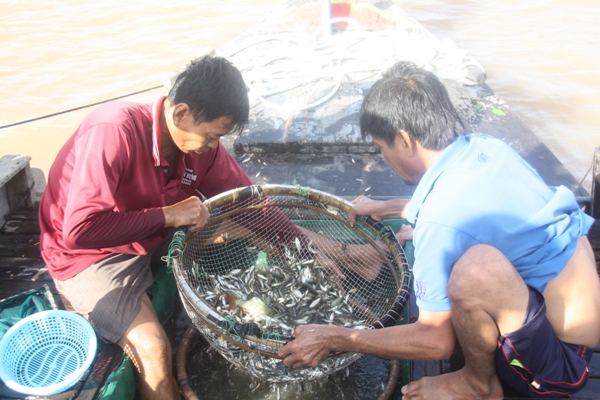 xả lũ vào đồng, chất lượng nước, mục đích xả lũ vào đồng, mùa lũ miền tây