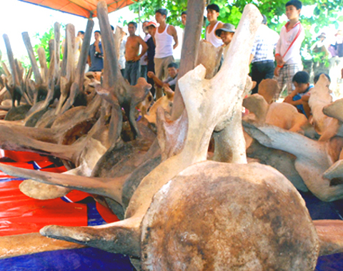 Bộ xương cá voi khồng lồ dài hơn 20 m đang lưu giữ ở Lăng Tân, huyện đảo Lý Sơn. Ảnh: Trí Tín.