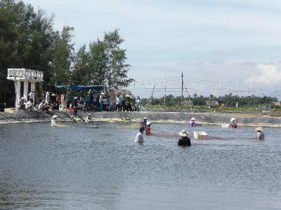 thu hoạch tôm