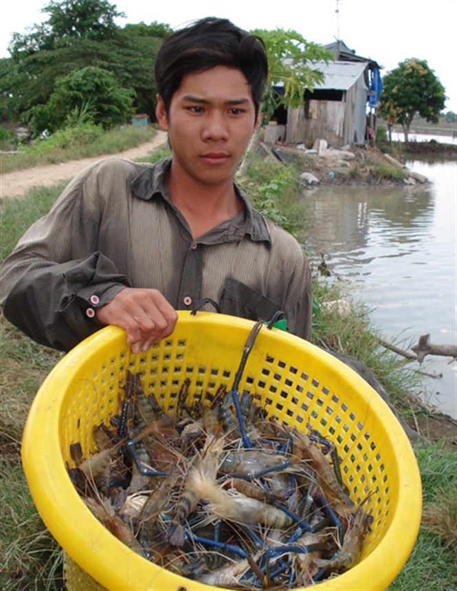 thu hoạch tôm càng xanh