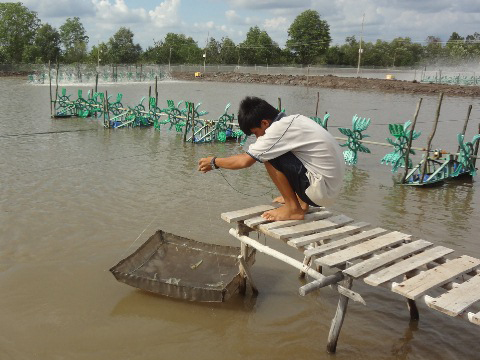 Giá tôm nguyên liệu tăng trở lại