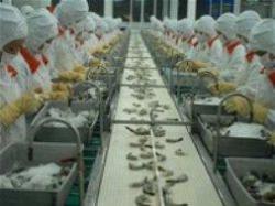 Nghịch lý gía tôm nguyên liệu giảm, giá tôm giống tăng