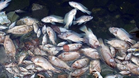 Cá chết tại Hồ Giảng Võ (Ảnh: Internet)