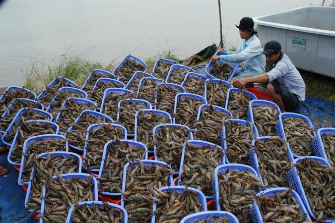 ảnh thu hoạch tôm