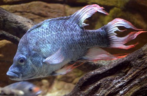 Một con cá Mangarahara cichlid trong vườn thú London (Ảnh: BBC)