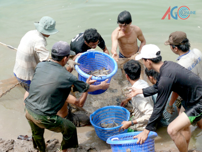 thu hoạch tôm càng xanh