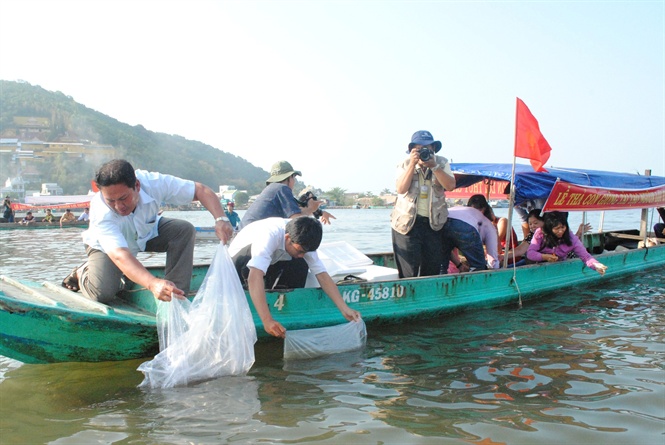 thả cá giống