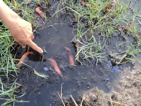 thả cá giống, Tuyên Quang