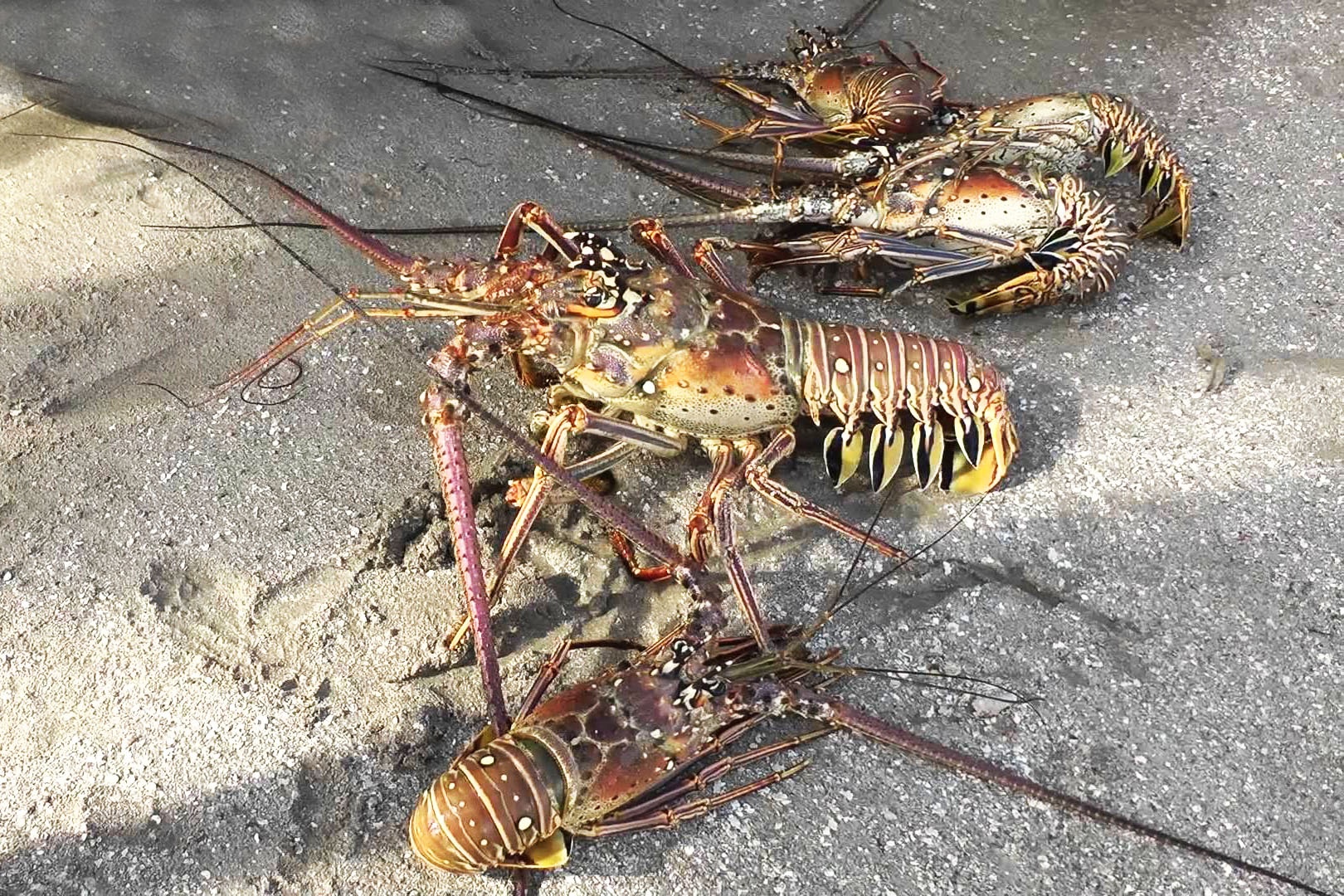 Tái phát bệnh sữa ở vùng nuôi tôm hùm lớn nhất tỉnh Phú Yên