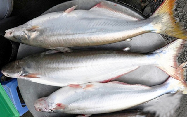 Giá cá bông lau trên 300.000 đồng/kg vẫn hút hàng