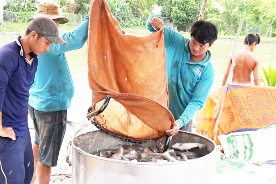 Tiền Giang phát triển nuôi thủy sản nước mặn phục vụ xuất khẩu