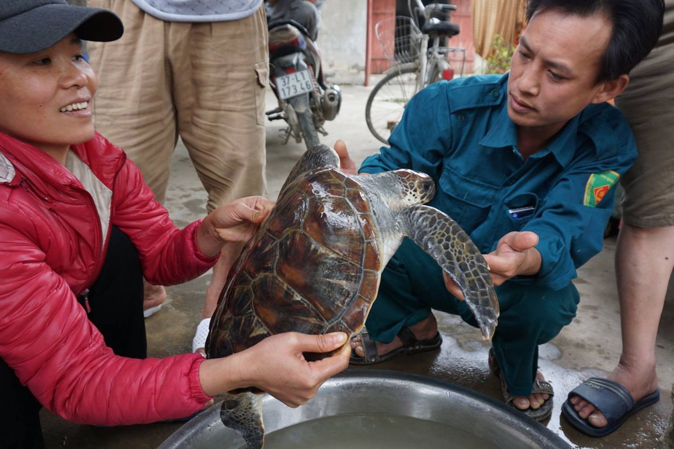 Đồi mồi quý hiếm nặng 5,5kg mắc lưới ngư dân