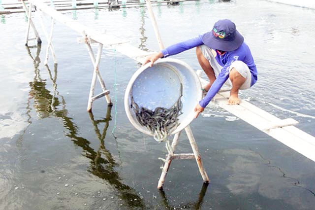 Giá tôm cao vẫn bất an