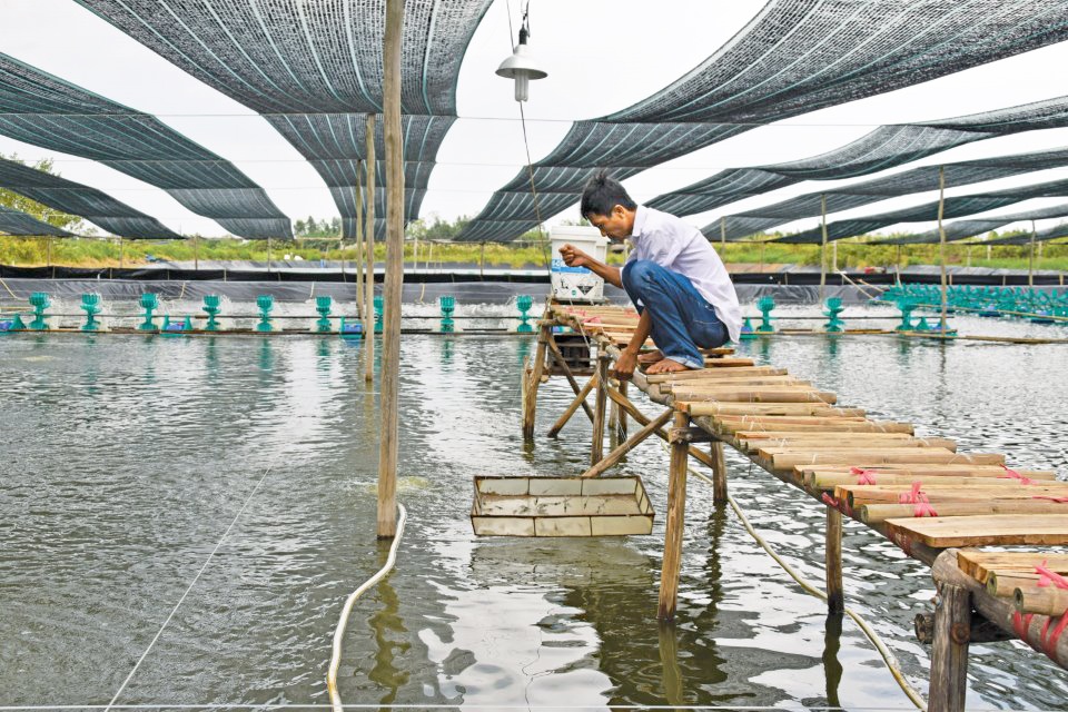 Nông dân Hòa Tân hướng đến mô hình nuôi tôm siêu thâm canh