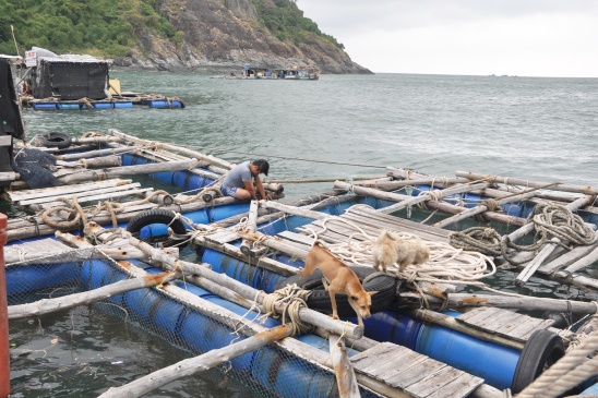 “Lênh đênh” nghề nuôi cá bớp