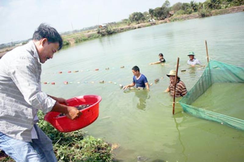 Làm giàu nhờ nuôi cá "không đụng hàng"