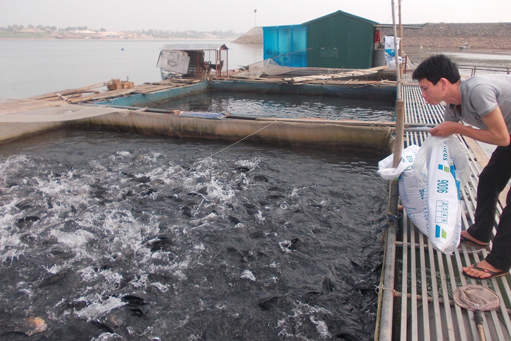 Thanh niên vươn lên làm giàu từ nuôi cá lồng