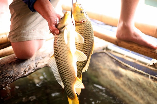 Nông dân miền núi thu gần 100 triệu đồng/năm từ nuôi cá lồng