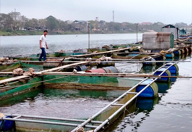 Đưa cá lồng vào quy hoạch