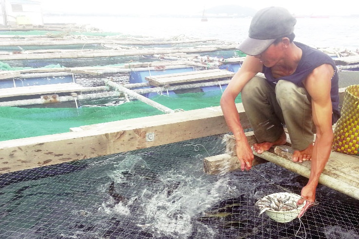 Quảng Ngãi: Thu hơn 300 triệu chỉ với 900 con cá bớp