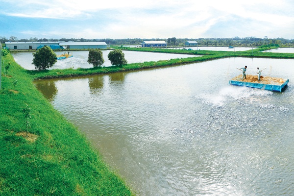 Yêu cầu Mỹ xem xét lại cách xác định thuế với cá tra, basa