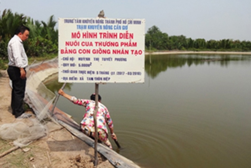 Mô hình nuôi cua bằng con giống nhân tạo ở Cần Giờ