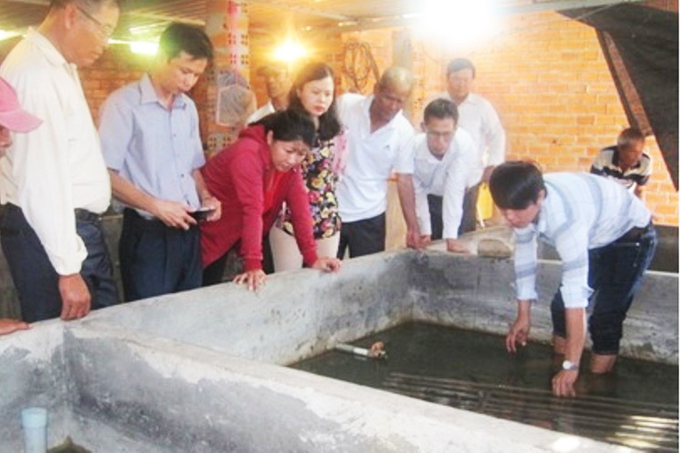 Hiệu quả mô hình nuôi lươn thương phẩm ở Bình Thuận