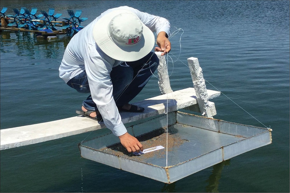 Chuyên nghiệp hóa nuôi tôm trên cát