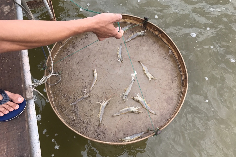 Ba Tri: Triển khai mô hình nuôi tôm hai giai đoạn