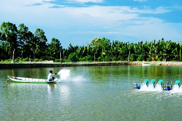Tuy An: Tập trung xuống giống tôm thả nuôi đại trà